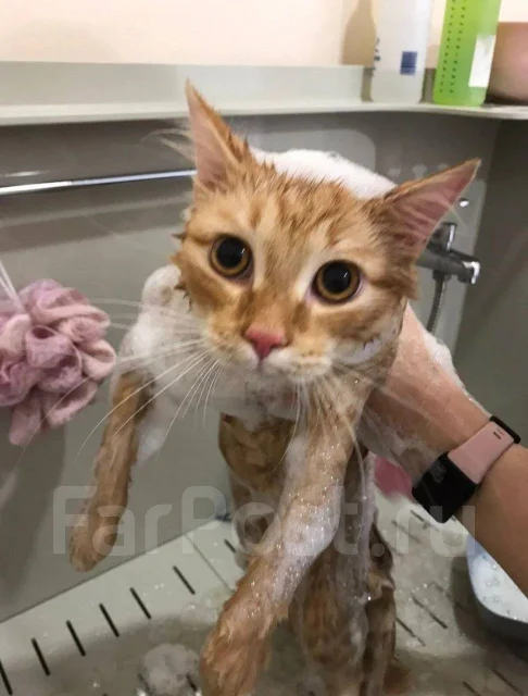 �������. ����