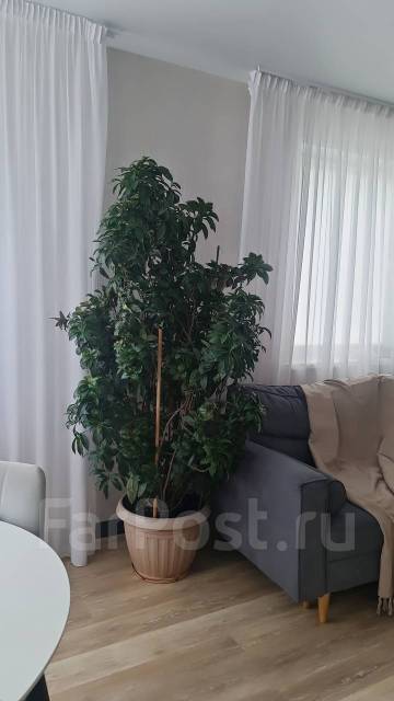Дерево в горшке, в наличии. Цена: 16 000₽ во Владивостоке