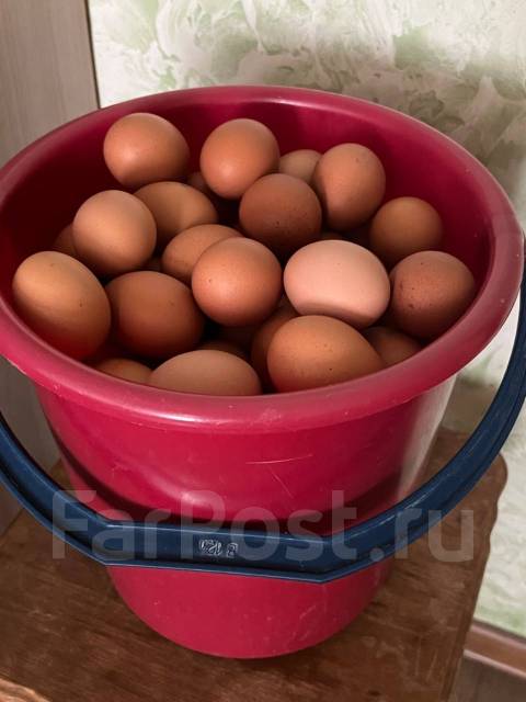 Яйцо куриное домашнее, в наличии. Цена: 160₽ в Артеме