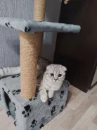 ����� �����. ����