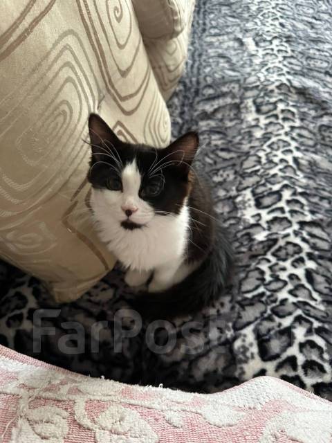 Котята 3 месяца, в наличии во Владивостоке