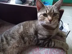 �����. ����