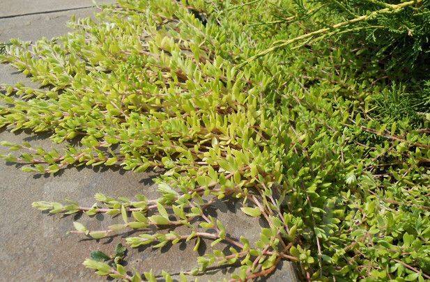 Седум желтый почвопокровник. Очиток лозовидный в кашпо. Седум сарментозум. Очиток лозовидный. Очиток лозовидный.