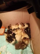 ����. ����