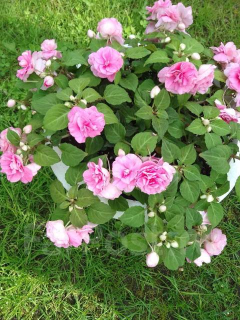 Бальзамин Pink Aroma, в наличии. Цена: 300₽ во Владивостоке