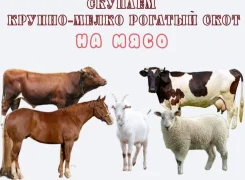 ������. ����
