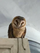 ����. ����