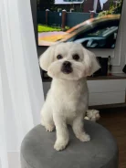 ����������� �������. ����