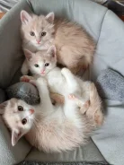 �����. ����