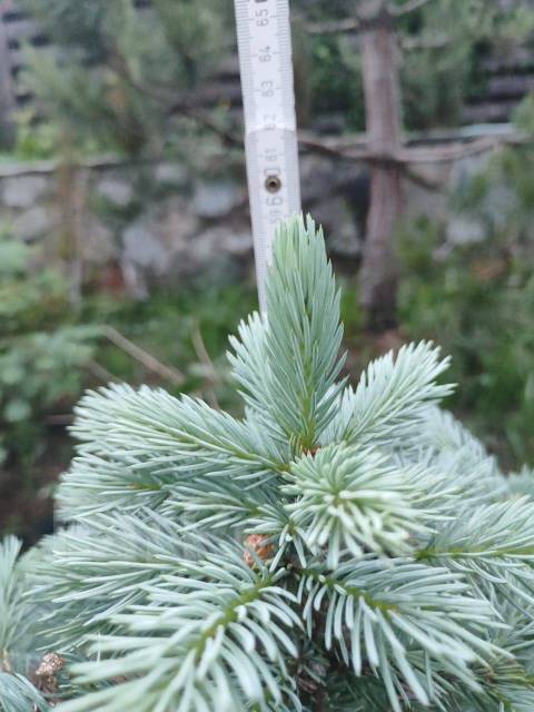 Саженцы голубой ели Glauca Majestic Blue (Глаука Мэджестик Блю), новый ...