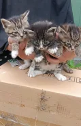 �����. ����