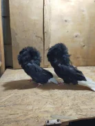 ������. ����
