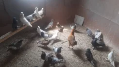 ������. ����
