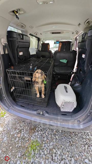 Передержка Кошек и Собак в Хабаровске