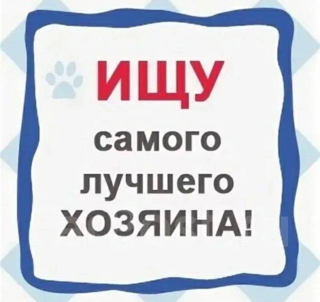 Поиск хозяев. Щенки ищут дом надпись. Ищу дом. Собака ищет дом. Срочно ищем дом.