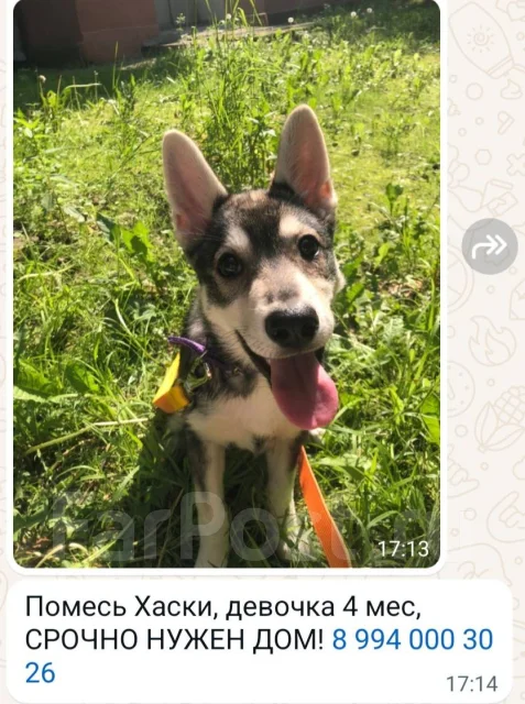 �����. ����