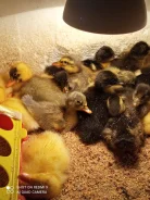 ����. ����