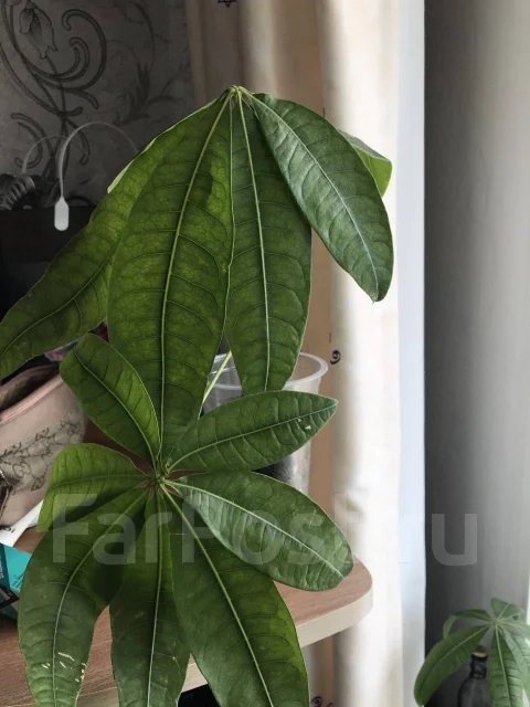 ������ ����