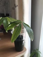 ������ ����