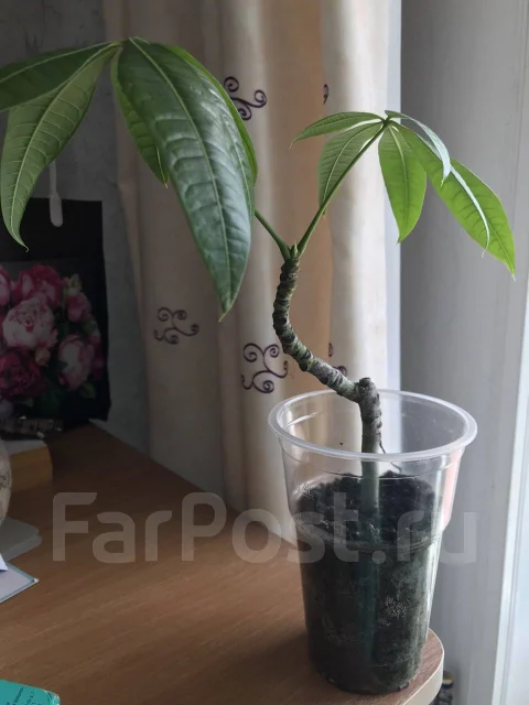 ������ ����