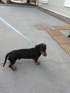 �����. ����