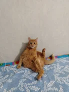 �����. ����