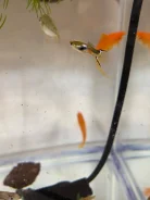 �����. ����