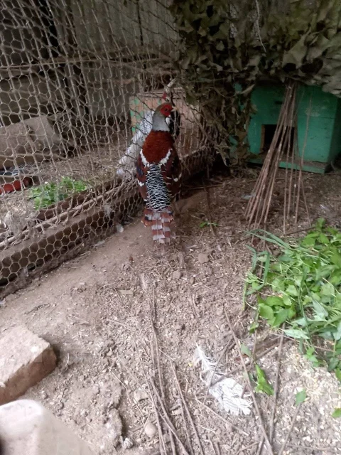 ������. ����