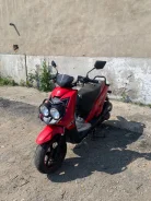 Irbis. 150����. ��., ��������, ���������, ������ �� �� ����