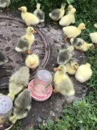 ����. ����