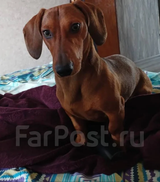 �����. ����