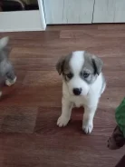 �����. ����