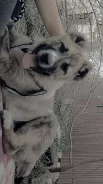 ������. ����