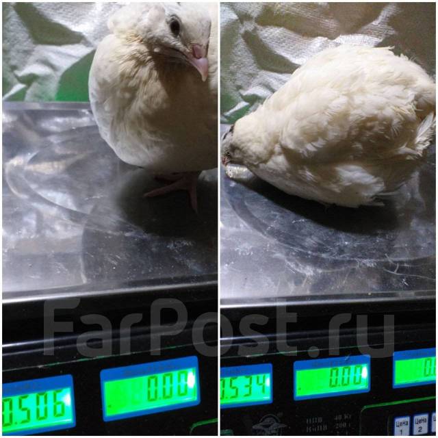 Домашнее перепелиное яйцо 20 штук, под заказ. Цена: 150₽ в Артеме