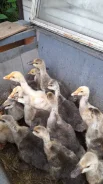 ����. ����