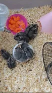 ����������� �������. ����
