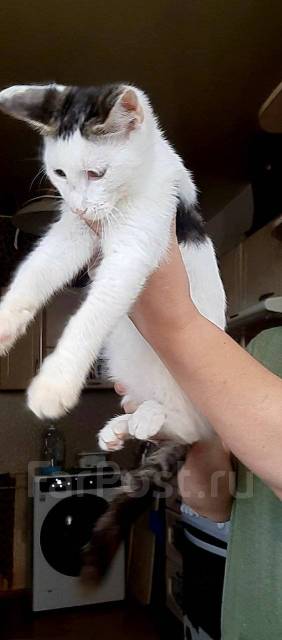 Котик метис мейн куна, в наличии. Цена: 2 000₽ во Владивостоке