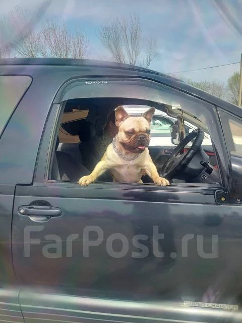 ����������� �������. ����