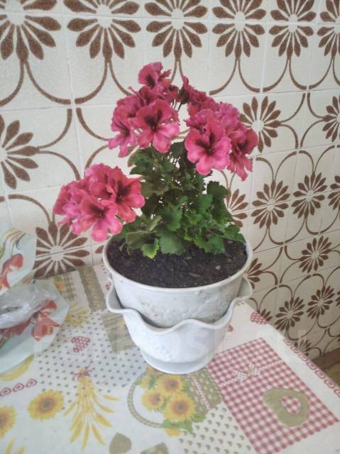 Герань Царская розовый цвет, в наличии. Цена: 500₽ во Владивостоке