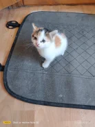 �����. ����