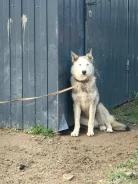 �����. ����