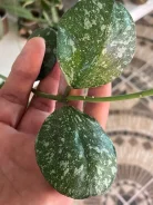 ����. ����