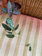 ����. ����