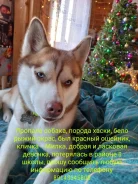 �����. ����