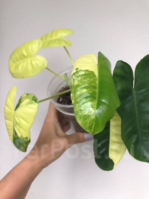 Филодендрон бурле макс вариегатный, в наличии. Цена: 500₽ во Владивостоке