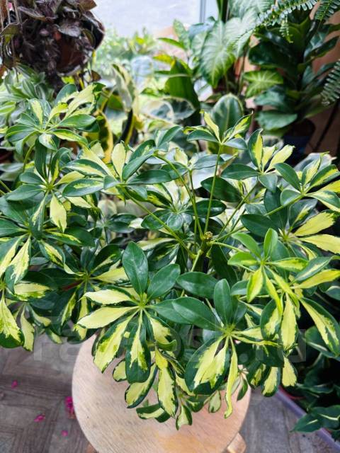 Шефлера Герда, в наличии. Цена: 1 900₽ во Владивостоке