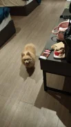 ����. ����