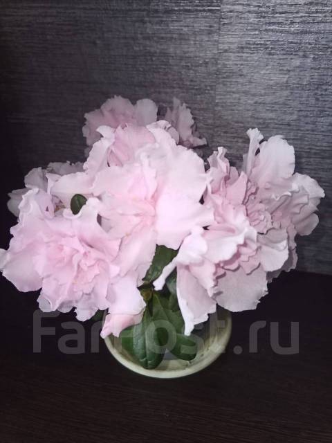 Азалия нежно- розовая, в наличии. Цена: 700₽ во Владивостоке