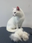 �������. ����