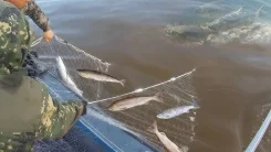 �����. ��� �������. ����� ������ 13 ����